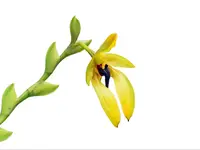 Bulbophyllum carunculatum