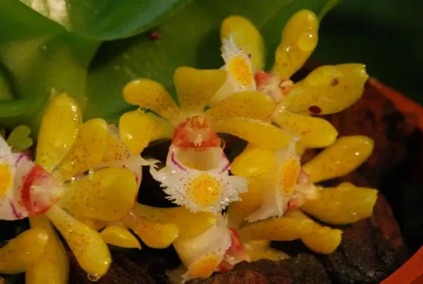 Gastrochilus dasypogon