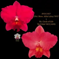 Cattleya Orchid Hybrid SVO11927 (Pot. Mem. Alida Laboy 'SVO' x Slc. Circle of Life 'Red Halo' HCC/AOS)