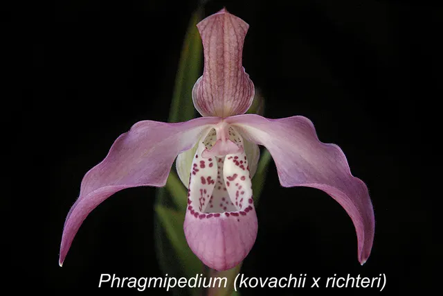 Phragmipedium Peruflora’s Angel (Phragmipedium)