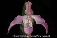 Phragmipedium Peruflora’s Angel (kovachii x richteri)