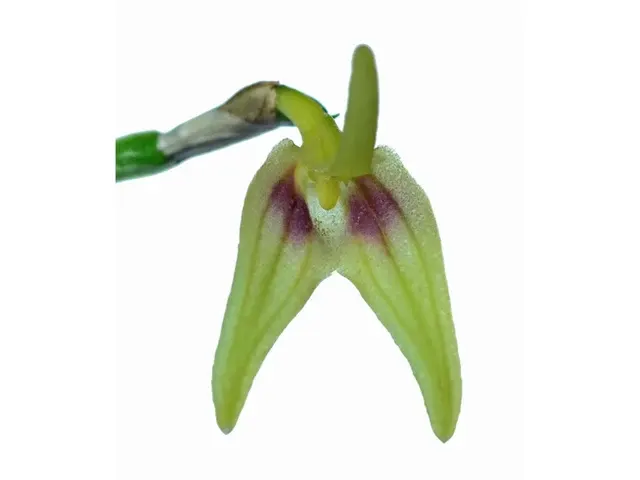 Masdevallia virens (Masdevallia)