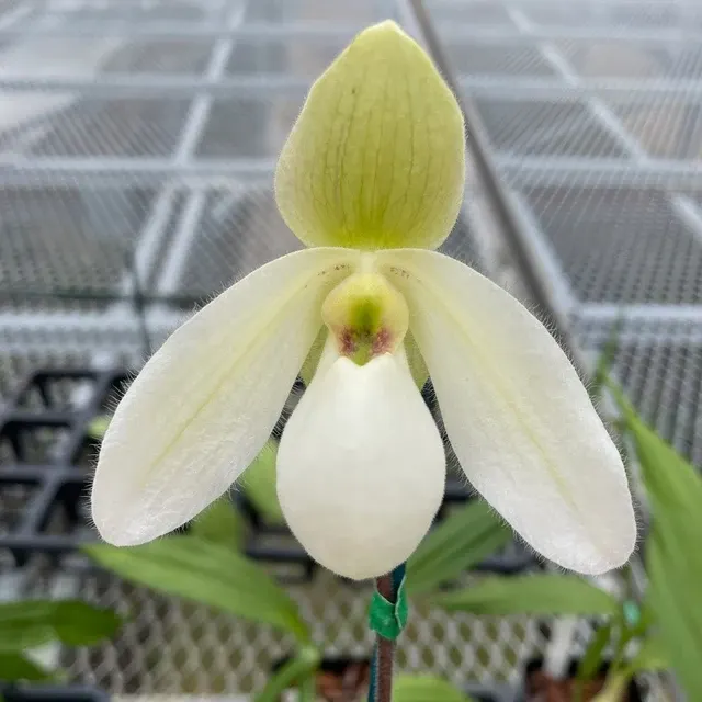 Paphiopedilum Lily Pond