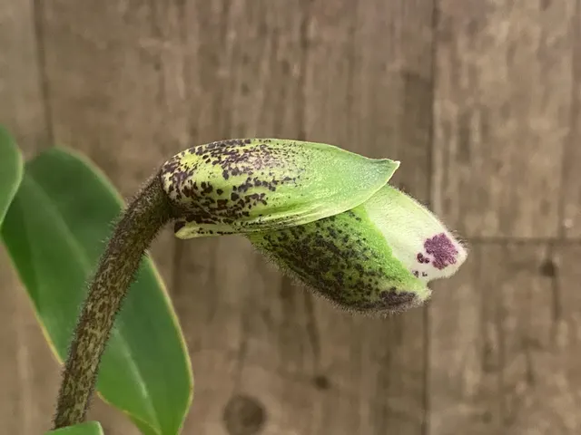 Paphiopedilum Hamana Samson ‘#11’ x Cali Charm ‘New Hope’
