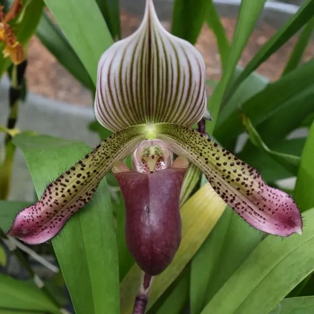 Paphiopedilum Hsinying Alien (Paphiopedilum)
