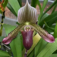 IN SPIKE Paphiopedilum Hsinying Alien, currently in spike/bud 2.5" pot