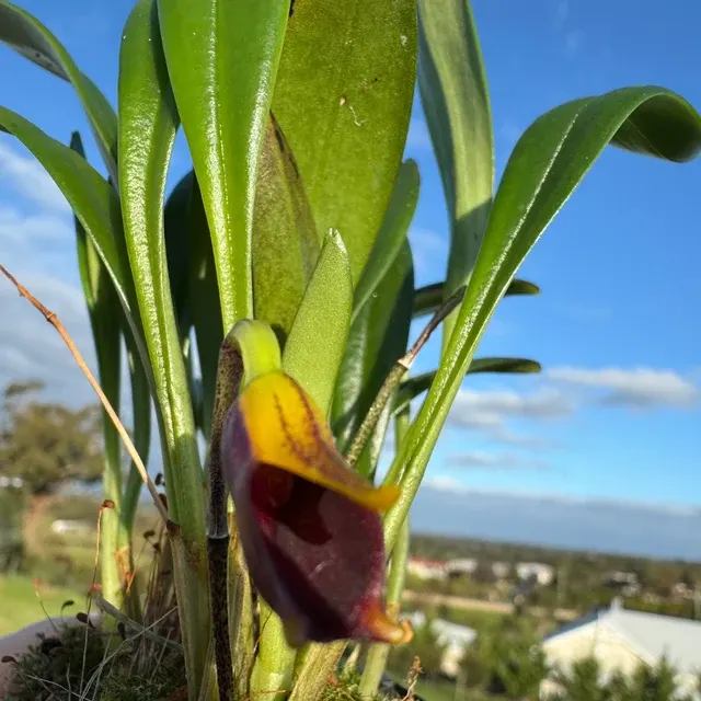 Masdevallia pyxis (Masdevallia)