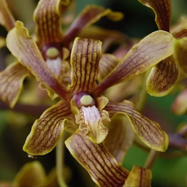 Dendrobium sylvanum (Dendrobium)