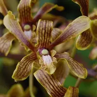 Orchid Species Dendrobium sylvanum Live seedling PLant
