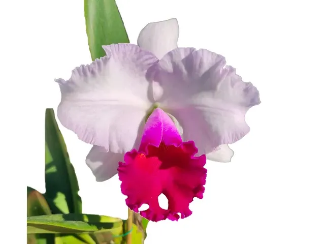 Rhyncholaeliocattleya Izumi Carol (Rhyncholaeliocattleya)