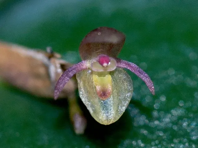 Pleurothallis peroniocephala