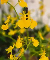 Oncidium Sweet Sugar