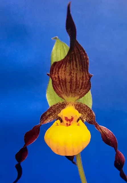 Cypripedium makasin