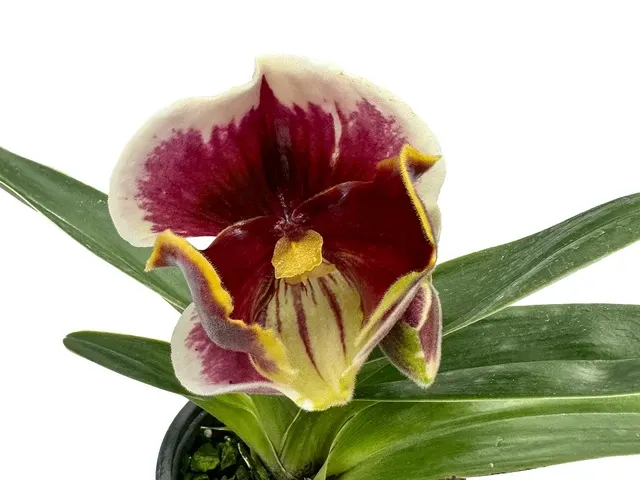 Paphiopedilum In-Charm Pacific X Paph. Enzan Kitty
