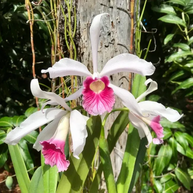 Laelia purpurata v carnea