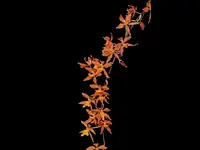 Oncidium Kiss Me