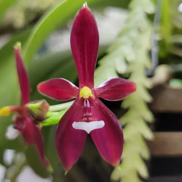 Phalaenopsis cornu-cervi var. chattalade 'Mendenhall' (Phalaenopsis)