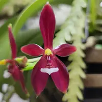 Phalaenopsis cornu-cervi var. chattalade 'Mendenhall' HCC/CCM/AOS x sibling
