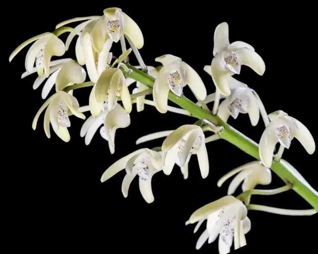 Dendrobium speciosum v. pendunculatum
