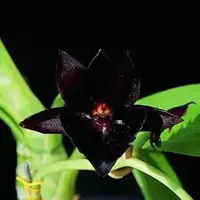 Catamodes Black Magic