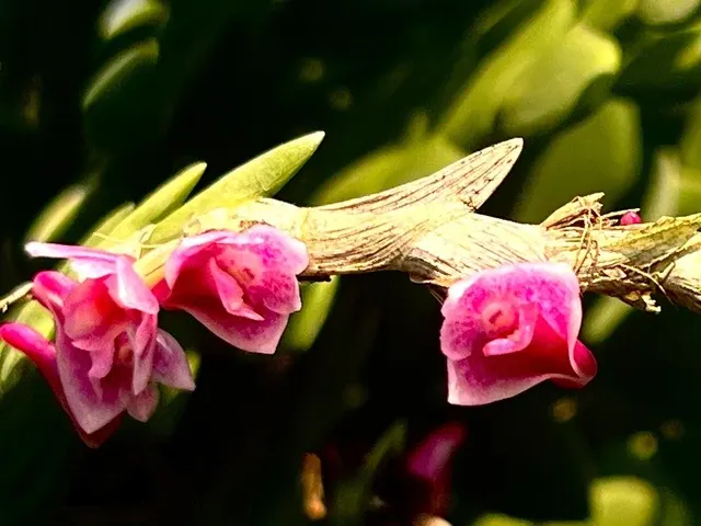 Dendrobium Tropical Rosea (Dendrobium)