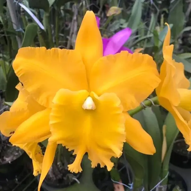 Rhyncholaeliocattleya Ta-shiang Yellow Dragon 'Pu Ti Gold'