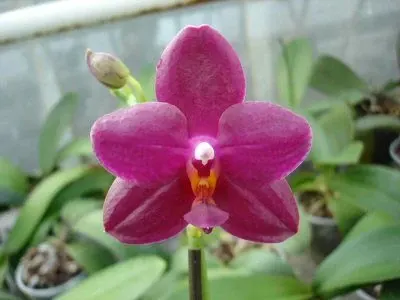Phalaenopsis SOGO GRAPE