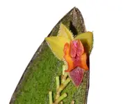 Lepanthes tracheia