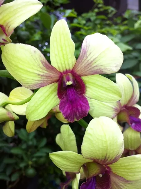 Dendrobium Thongchai Gold 'Virog'