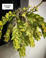 Dendrobium Anceps