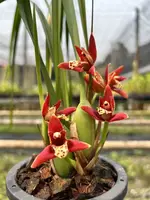 Maxillaria tenuifolia Red (Blooming size)