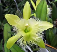 Fragrant orchid /Rhyncholaelia digbyana ‘green giant’ AM/AOS/ blooming size / 3”nursery pot.