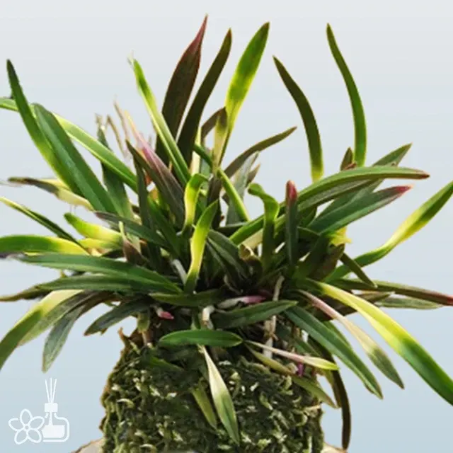 Neofinetia falcata 'Hokage' (Neofinetia)