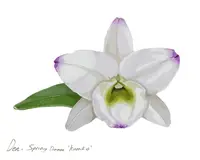 Dendrobium Spring Dream ‘Kumiko’