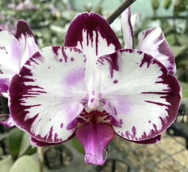 Phalaenopsis Fuller Smile' 'S Mask'