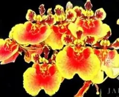 Tolumnia Lion King (Tolumnia)