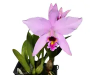Laeliocattleya Caligula