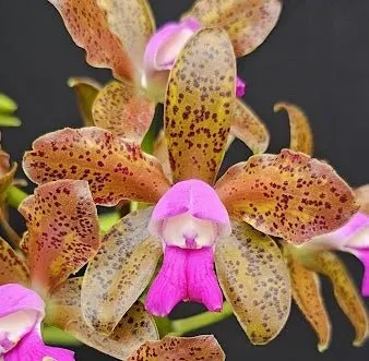 Cattleya leopoldii 'Caramelo'