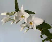 Dendrobium infundibulum