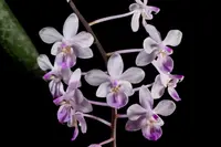 Phalaenopsis lindenii