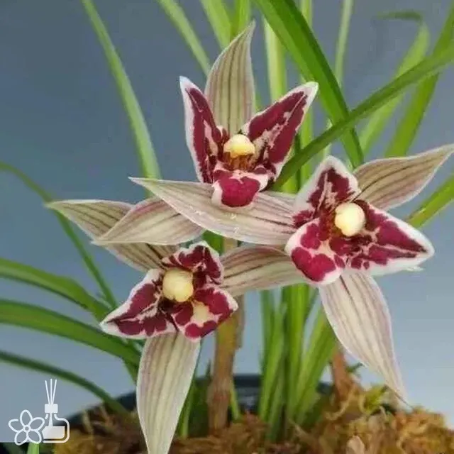 Cymbidium tortisepalum 'HONG-MAN-TIAN'