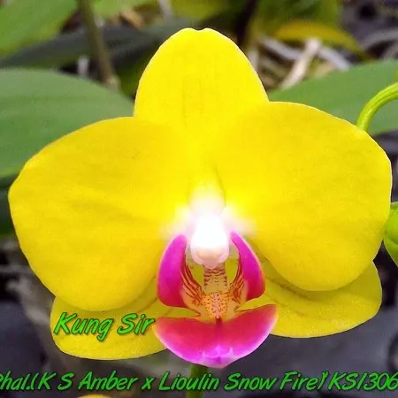 Phalaenopsis KS Little Yellow