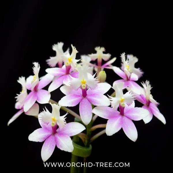 Epidendrum Max Valley Sakura (Epidendrum)