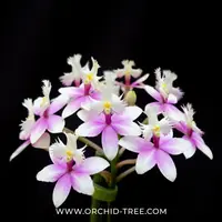 Epidendrium Max Valley Sakura Orchid Plant - MS