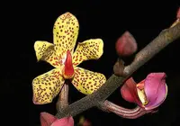 Vandopsis lissochiloides