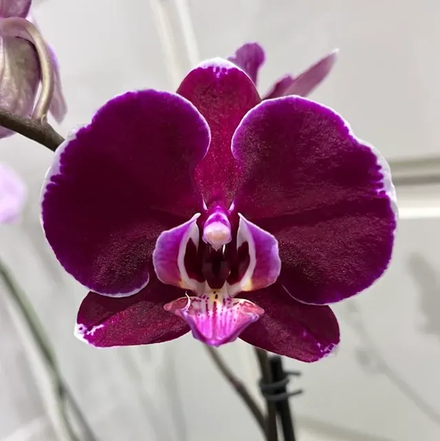 Phalaenopsis Purple Royalty