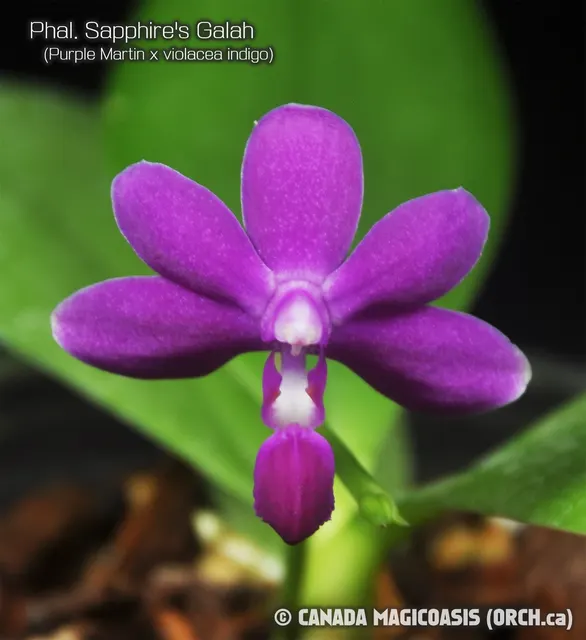 Phalaenopsis Sapphire's Galah