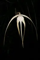 Brassavola appendiculata