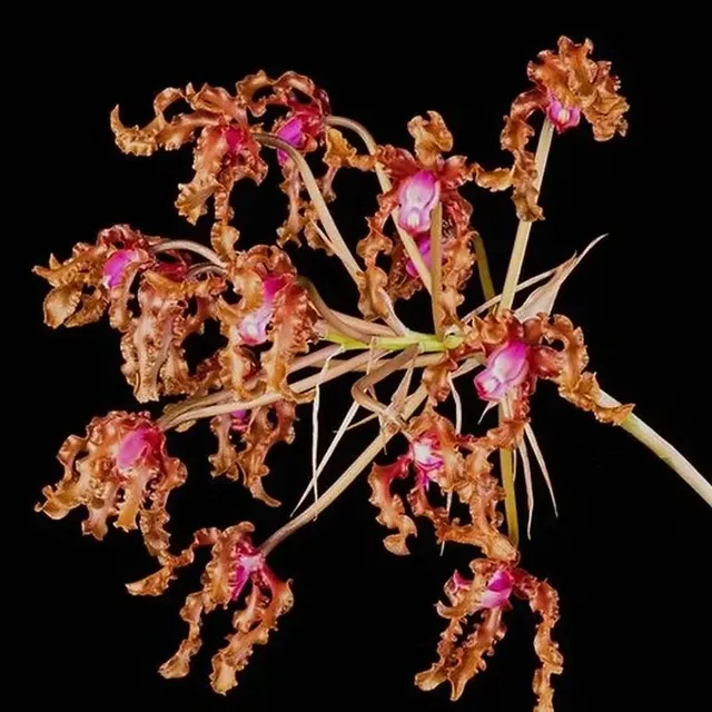 Schomburgkia wallisii (Schomburgkia)