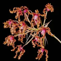 [Bare-root][Import AS-IS] #CA# Schom. wallisii [2.5"][TSG Preorder 26]